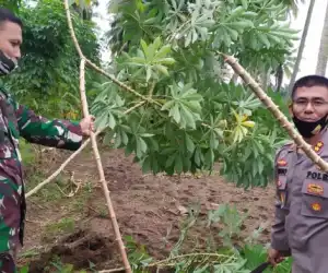 Bersama Dengan Kapolres, Dandim Nagan Raya Panen Ubi