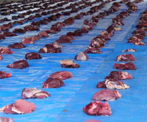 Bolehkah Daging Qurban di Bagikan ke Non Muslim? Berikut Penjelasan UAS