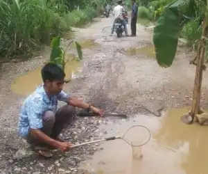 Tak Kujung Diperbaiki, Pemuda Aceh Selatan Tanam Pisang di Badan Jalan