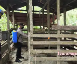 Polsek Simeulue Timur Semprot Disinfektan di Kandang Ternak