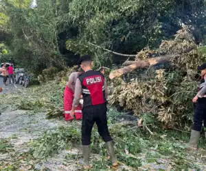 Pohon Tumbang, Sempat Ganggu Lalu Lintas di Aceh Jaya