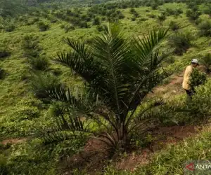 Diduga Ada Mega Korupsi Replanting di Aceh Jaya, Ini Data Koperasi Pelaksana