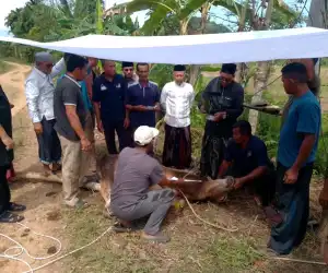 Pemkab Aceh Jaya Serahkan 8 Ekor Sapi Kurban di Masjid Agung Baitul Izzah