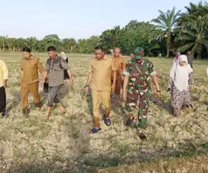 Nagan Raya Dilanda Kekeringan, Area Persawahan Kering Merontang