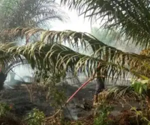 Kebun Sawit Milik Warga di Kecamatan Kuala Batee Abdya Terbakar