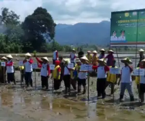 Plt Gubernur Aceh Tanam Padi Perdana di Sawah Petani Abdya