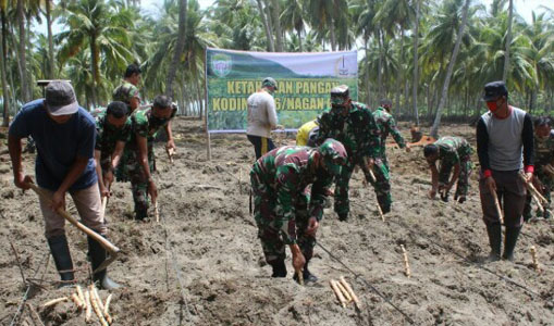 Jaga Ketahanan Pangan Ditengah Pandemi, Kodim 0116 Budidaya Ketela