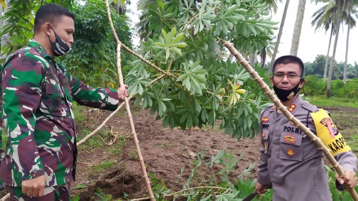 Bersama Dengan Kapolres, Dandim Nagan Raya Panen Ubi