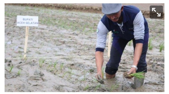 Bupati Aceh Selatan Laksanakan Program Tanam Serentak