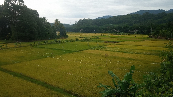 Petani Abdya Kewalahan Hadapi Kawanan Hama Burung Pipit