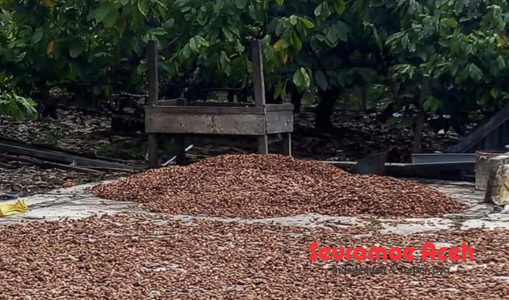 Harga Biji Coklat Kering di Abdya Capai Rp28.000/Kg