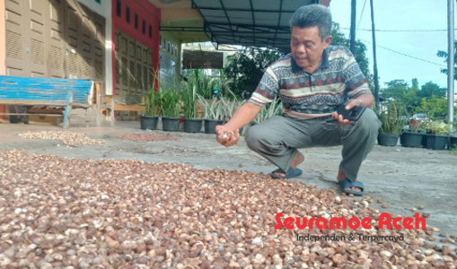 Harga Biji Pinang Kering di Abdya Tembus Rp 27.000/Kg