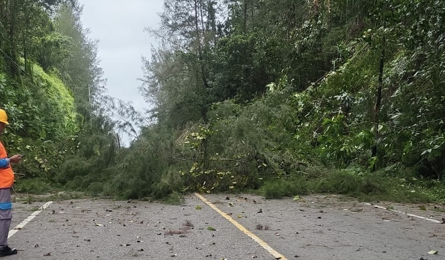Angin Kencang Landa Aceh Jaya, Pohon Tumbang Tutup Badan Jalan dan Rusak Warung