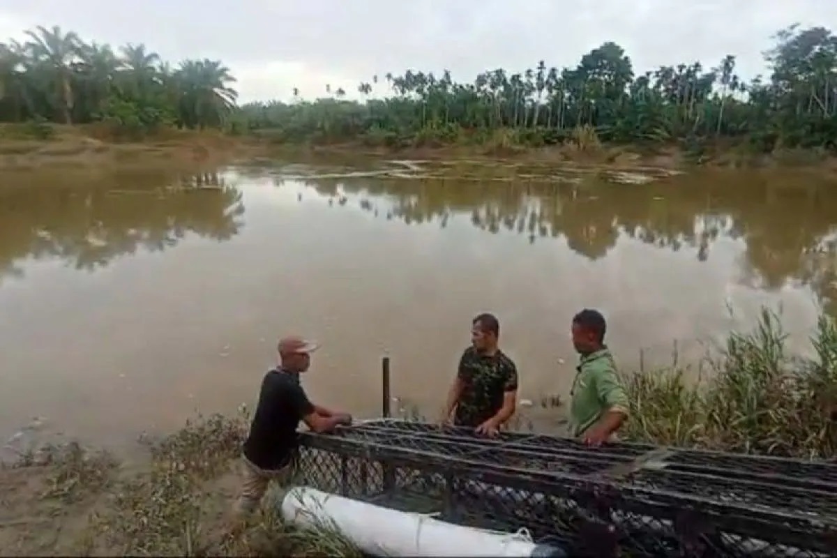 Buaya Resahkan Warga, BKSDA Aceh Pasang Perangkap di Krueng Cek Mbon Peureulak