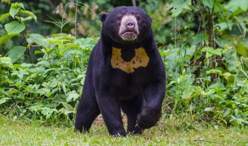Beruang Bermoncong Putih di Abdya Teror Warga Desa Ie Lhob
