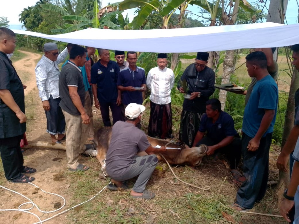 Pemkab Aceh Jaya Serahkan 8 Ekor Sapi Kurban di Masjid Agung Baitul Izzah