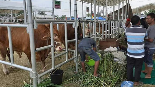 Tahun Ini Jumlah Hewan Qurban di Abdya 1500 Ekor